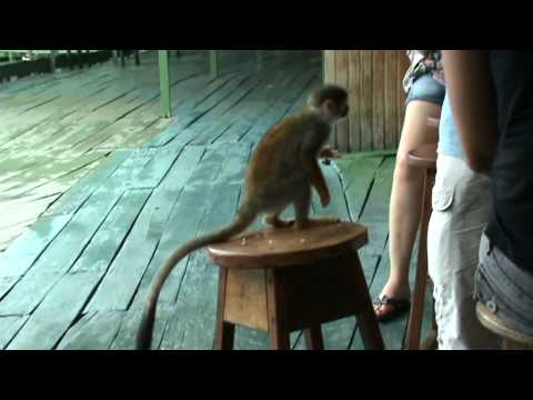 Ariaú Amazon Towers Macacos