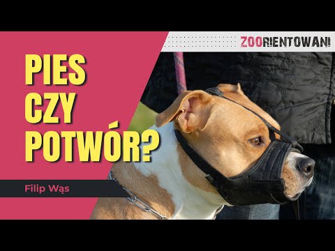 Czy agresywny pies może się zmienić? Jak sobie radzić z wychowaniem?