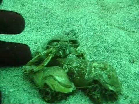 Tekið í Garði 15.5.07 Krabbar Steinbítur Kolar og Ufsatorfa