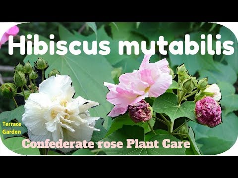 download lagu mp3 mp4 Hibiscus Mutabilis Rubrum, download lagu Hibiscus Mutabilis Rubrum gratis, unduh video klip Hibiscus Mutabilis Rubrum