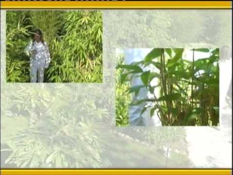 Braco 40 - Preko tebe