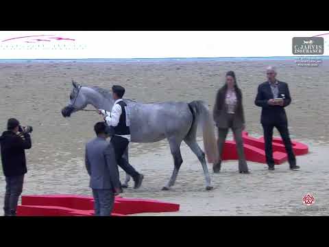 N.79 D ASERAH - The 26th Sharjah International AH Festival 2025 - Fillies 3 Years Old (Class 3)