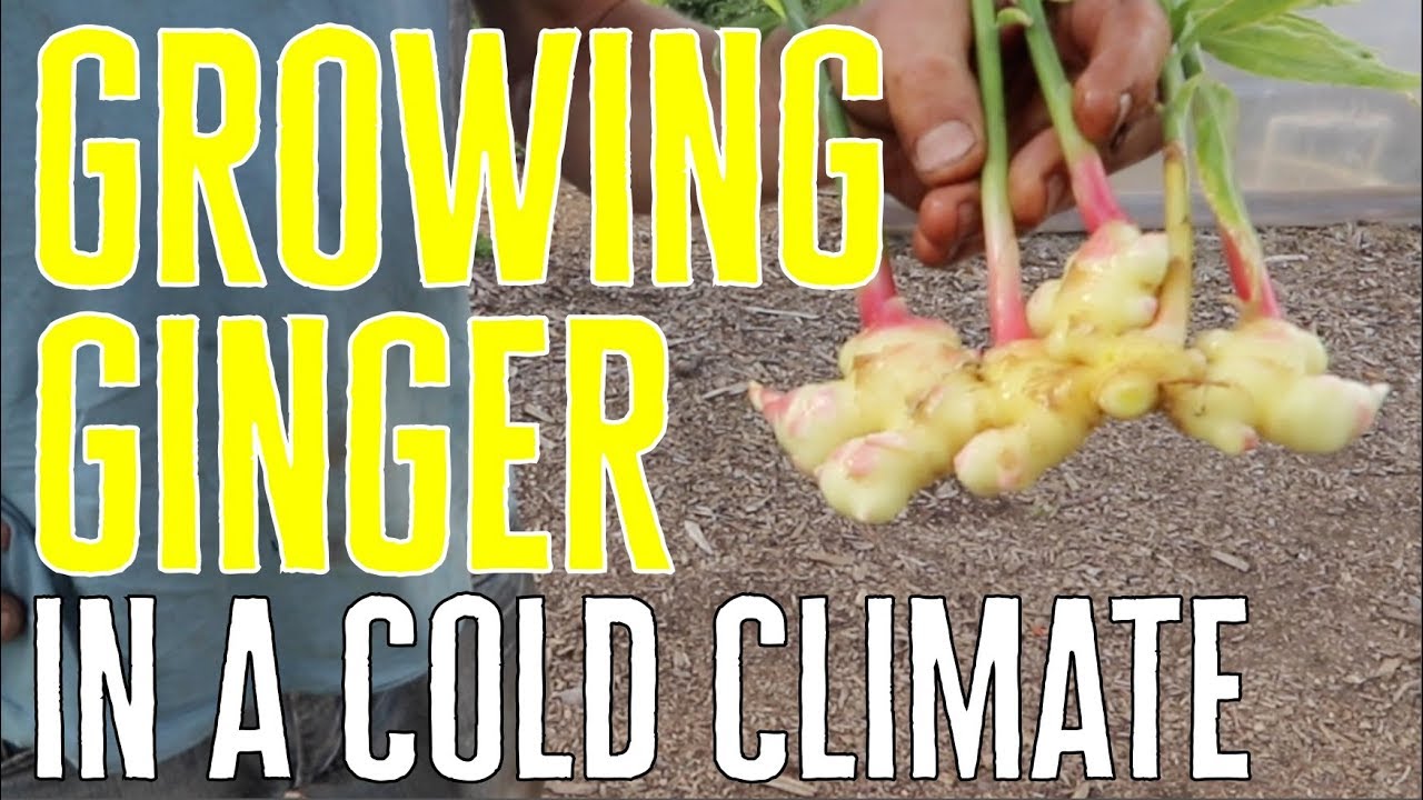 Ginger CAN Be Grown In A Cold Climate - Here's How! - YouTube