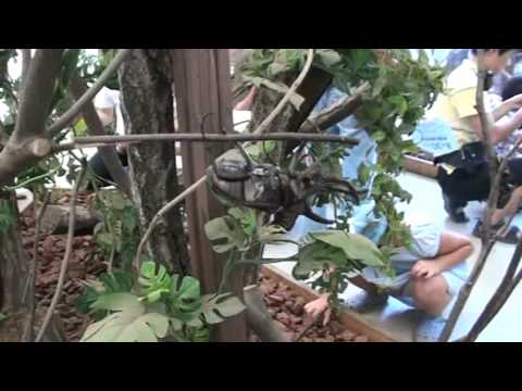 Pa po lojtrici gor... i dol...