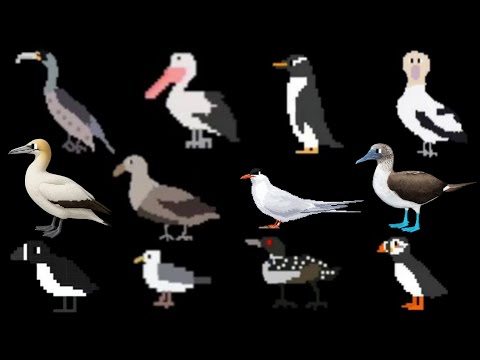 Sea Birds - @TheKidsPictureShow 