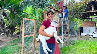 Boas vindas ao novo morador mais levado do sítio, construindo aprisco para cabra