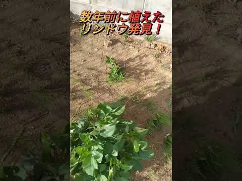 1月には何を植えますか？野菜、果物、ハーブ、花の完全なリストは次のとおりです。  庭園