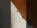 Wow! A Tiny mighty spider captures a earwigs whole process: wrap, numb it then wrap it more #spider