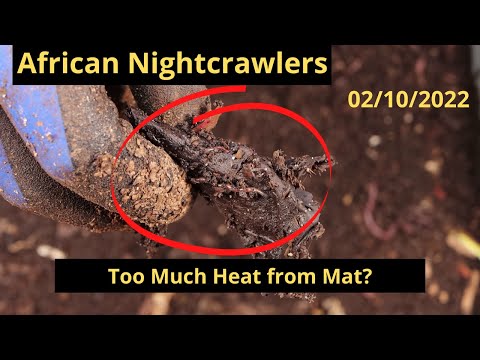 African Nightcrawlers - Bin too Warm? 02/10/2022