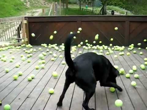 Funny animal videos - Dogs Dream Come True