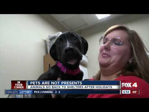 Pets aren't presents