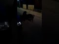 Perro Asiendo Sexo
