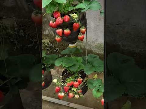 cultivo de morango em garrafa plástica suspenso