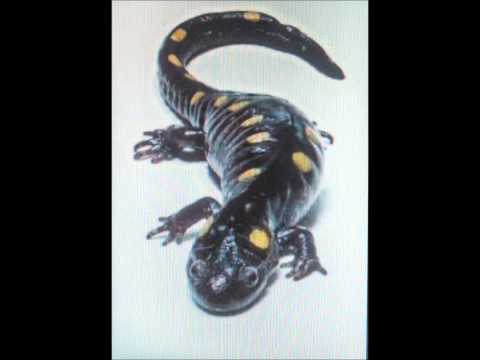 "Salamander" - John McCabe