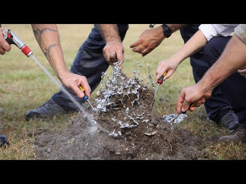 Ant Infestations: More than Meets the Eye