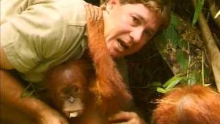 Crocodile Hunter - Faces In The Forest (Part 5)