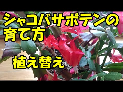 クリスマスサボテンの肥料は何ですか？シュルンベルジェラの花を作るためにいつ、どのように使用するのですか?  庭園