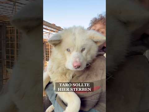 Taro ist der Beweis 🖤 Tiere sehen mit dem Herzen