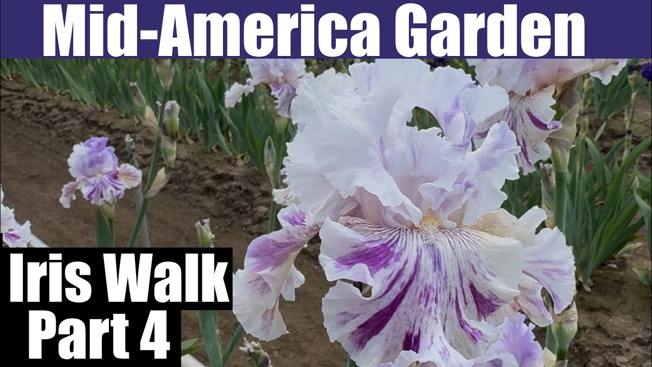 Mid-America Garden Iris walk part 4.  #iris #gardening #perennial #pnwgardening  #midamericagarden