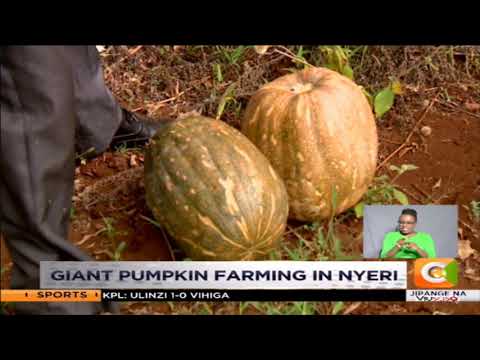 , title : '| SMART FARM | Giant Pumpkin Farming in Nyeri'