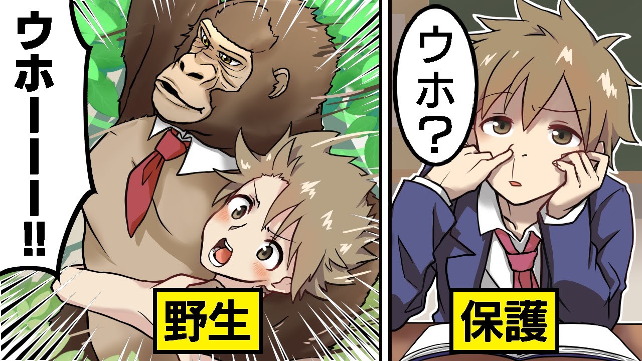 【アニメ】5歳の子供がゴリラに育てられるとどうなるのか？【漫画動画】