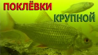 Ловля плотвы из подо льдами