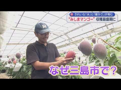 YouTube Video 甘さのヒミツは栽培方法にアリ　「温暖な地にきれいな水」市内唯一のマンゴー農園　静岡・三島市