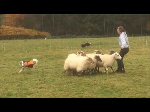 Munka herding 05-11-16