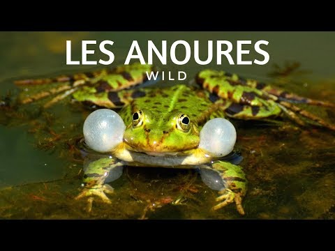 GRENOUILLE, RAINETTE OU CRAPAUD ?