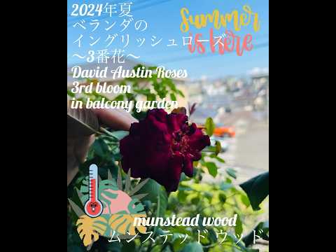 イングリッシュローズ「ムンステッドウッド」 植物