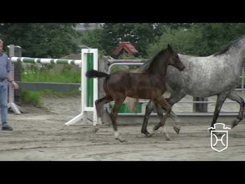 SL003 Hengstfohlen von Adagio de Talma - Cassini II - Calato