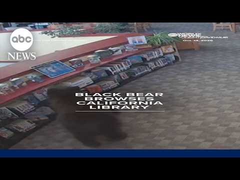 Black bear browses California library