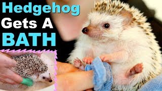 Giving My Hedgehog a Bath! by Tyler Rugge