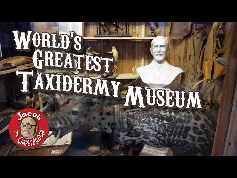 download lagu mp3 mp4 Taxidermy School Mississippi, download lagu Taxidermy School Mississippi gratis, unduh video klip Taxidermy School Mississippi