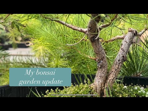 Bonsai garden update #bonsai #bonsaigarden #garden #bonsaijapan #bonsaiuk