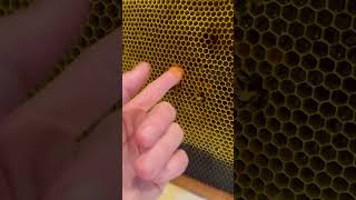 Honey for my Honey