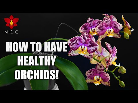 10 Things that keep your Orchids healthy! - Orchid Care for Beginners