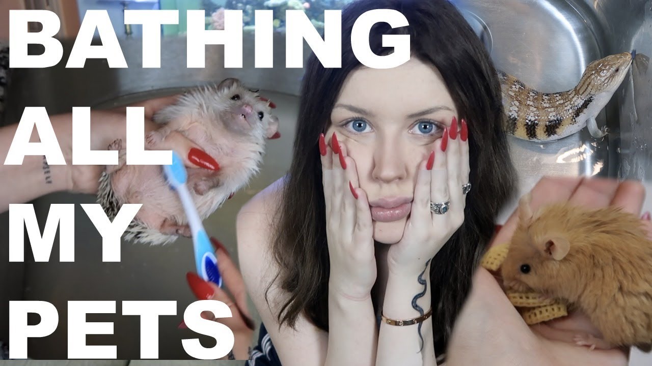 I Tried to Bathe All My Pets
