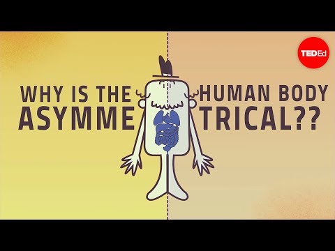 מדוע הגוף האנושי אינו סימטרי?