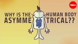 Why are human bodies asymmetrical?