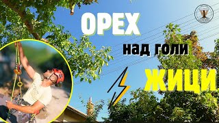 TreeWork видео
