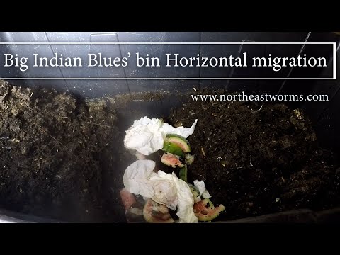 Big Indian Blues' bin horizontal migration - Starting the migration to harvest the casting