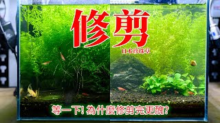 越剪越醜是怎麼回事? 日本珍珠草長太狂啦!修剪日本珍珠草 | 剪完反而比較難看?