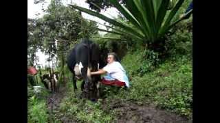 preview picture of video 'ORDEÑO DE GANADO BACUNO CRIOLLO'