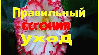 ❀❀❀Бегония. Правильный уход за бегонией весной.❀❀❀