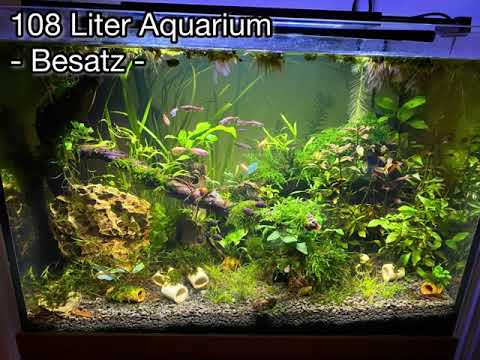 108 Liter Aquarium - Besatz (Kardinalfisch, Zwergkrebs, Garnele, Schnecke, Glanzwurm)