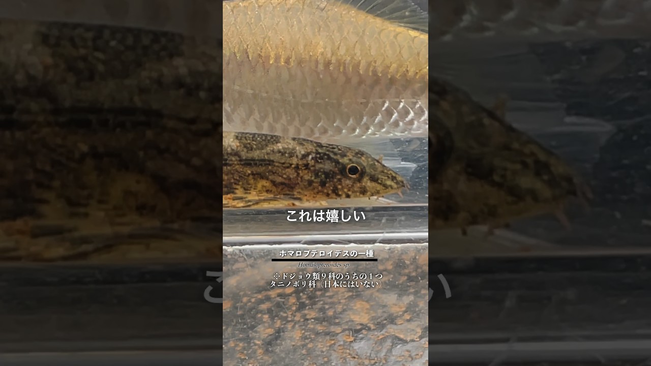 カンボジアの田舎の魚🇰🇭