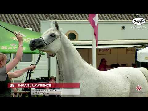 N 38 INGA EL LAWRENCE   Strohen 2021 European C Show   Mares 7+ Years Old Class 1011