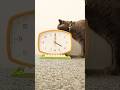Hickory Dickory Dock - Cat 🐱 #nurseryrhymes #kidssongs #kidsvideo #singalong #children #kids #cat