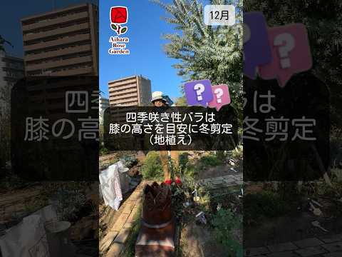 つる性のツタをいつどのように剪定するのですか？家や庭を邪魔しない美しい植物を育てるためのヒント  庭園